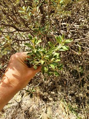 Brachyglottis monroi