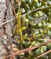 Arceuthobium littorum