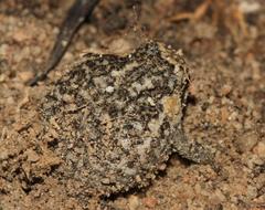 Breviceps montanus