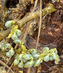 Arceuthobium littorum