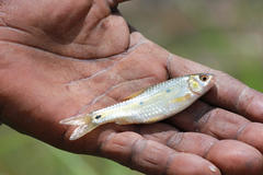 Enteromius trimaculatus