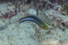 Pseudochromis bitaeniatus