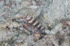 Amblyeleotris wheeleri