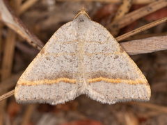 Macaria guenearia