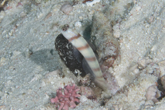 Amblyeleotris steinitzi