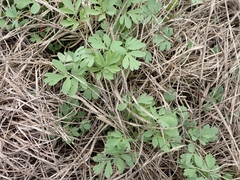 Capnoides sempervirens