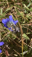 Anthophora montana