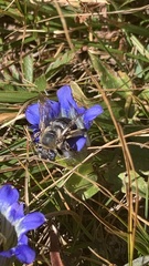 Anthophora montana