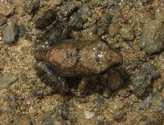 Tomopterna natalensis