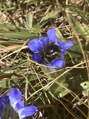 Anthophora montana