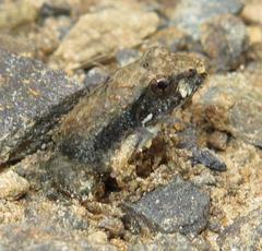 Tomopterna natalensis