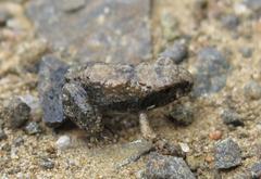 Tomopterna natalensis