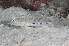Istigobius decoratus