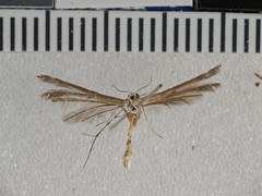 Stangeia xerodes