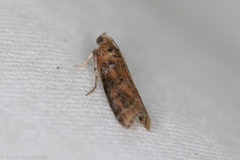 Sciota rubrisparsella