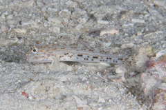 Istigobius decoratus