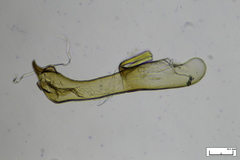 Stangeia xerodes