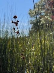 Cladium mariscoides