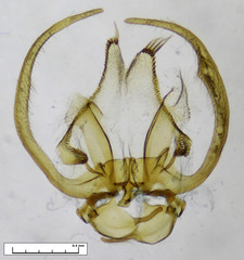 Stangeia xerodes