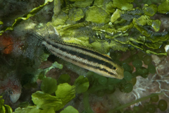 Petroscirtes breviceps