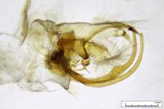 Stangeia xerodes