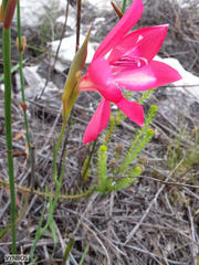 Gladiolus stefaniae