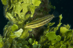 Petroscirtes breviceps