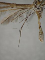 Stangeia xerodes
