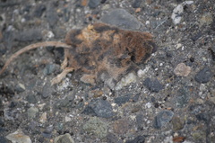 Sorex vagrans
