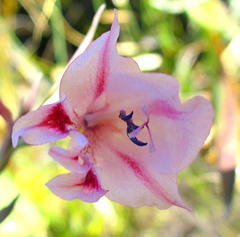 Gladiolus nigromontanus