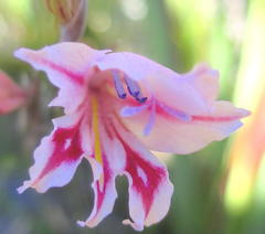 Gladiolus nigromontanus