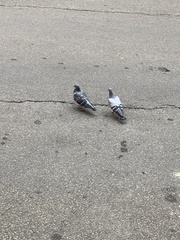 Columba livia domestica