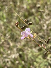 Desmodium sessilifolium