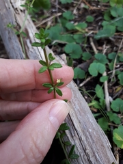 Galium australe
