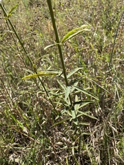 Desmodium sessilifolium