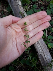 Galium australe