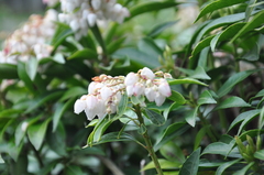 Pieris