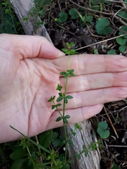 Galium australe