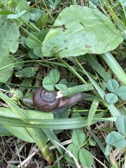 Webbhelix multilineata