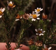 Thaminophyllum multiflorum