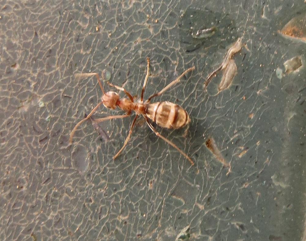 Anoplolepis fallax
