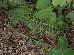 Achillea millefolium borealis