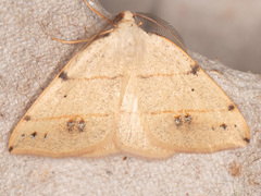 Drepanulatrix bifilata