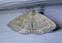 Zanclognatha marcidilinea