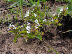 Dyschoriste burchellii