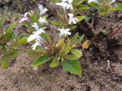 Dyschoriste burchellii