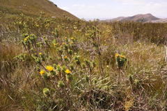 Ursinia caledonica