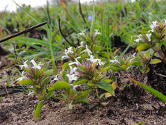 Dyschoriste burchellii