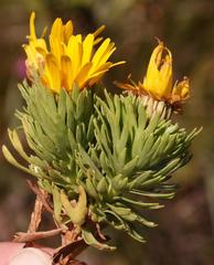Ursinia caledonica