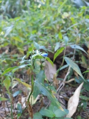 Commelina cyanea